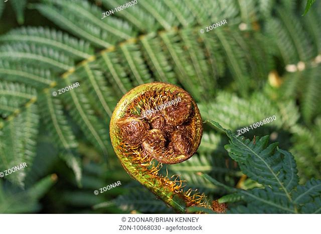 A young fern plant uncurling