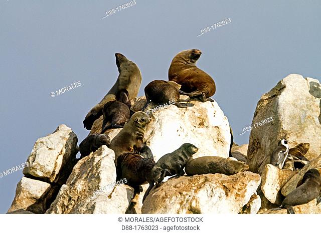 South Africa , Gansbaii , Dyer Island , Cape fur seal or Brown fur seal or South African fur seal Arctocephalus pusillus