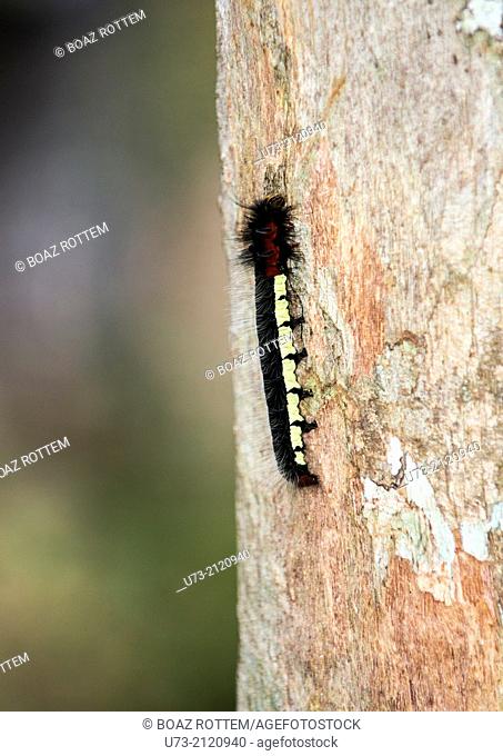 A Centipede climbing a tree in Andasibe forest in Madagascar