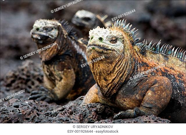 The marine iguana poses. 3