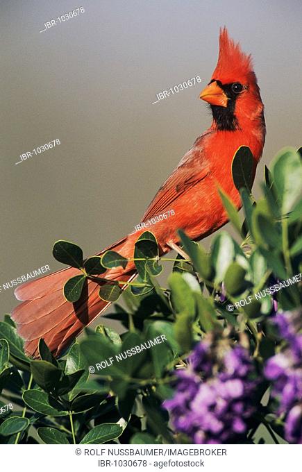Northern Cardinal (Cardinalis cardinalis), male on blooming Texas Mountain Laurel (Sophora secundiflora), Lake Corpus Christi, South Texas, USA