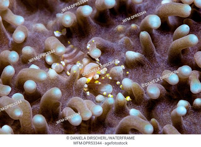 Commensal Shrimp associated with Disc Anemone, Pliopontonia furtiva, Triton Bay, West Papua, Indonesia