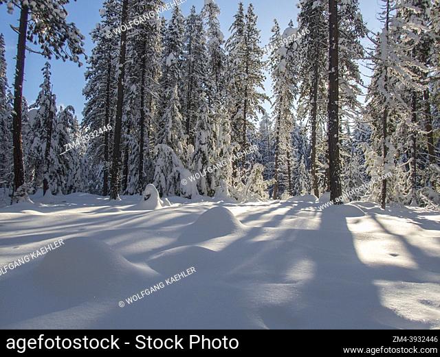 A winter scene with the snow-covered forest at Lake Wenatchee State Park in eastern Washington State, USA