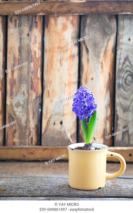 Blue or vioet spring hyacinth in the cup over the wooden background. Easter postcard concept. Toned