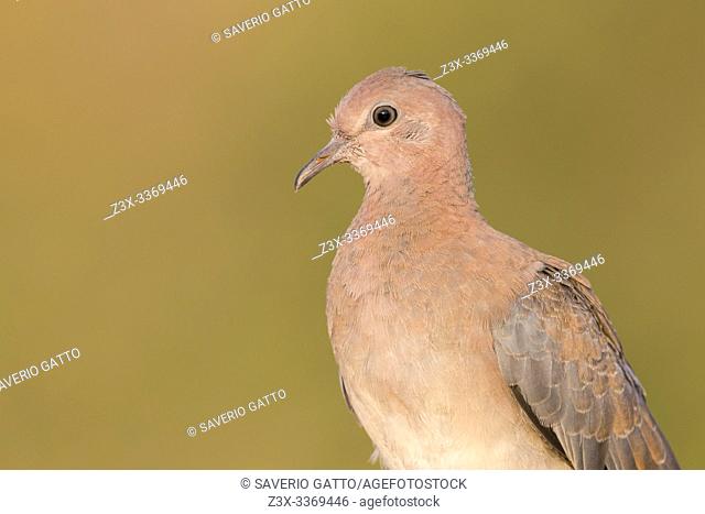Laughing Dove (Streptopelia senegalensis), close-up of a juvenile, Dhofar, Oman