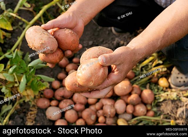 Hands of farmer holding potatoes on sunny day