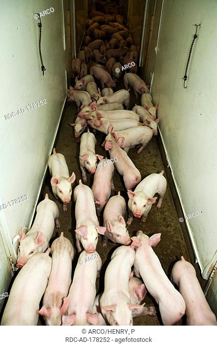 Domestic Pigs, piglets, Gaspor farm, St Canuc, Quebec, Canada