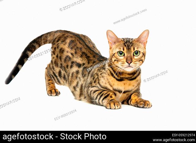Portrait of beautiful bengal cat isolated lying over white background. Copy space