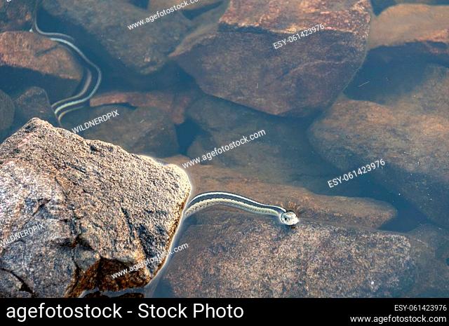 Gater Snake on Patrol in Boundary Water Lake on Saganagons Lake in Quetico Provincial Park in Ontario