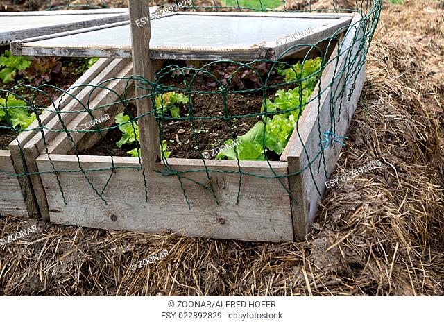 Salad in organic cold frame