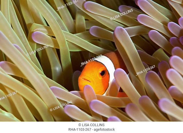 Clarks anemonefish Amphiprion clarkii, Sulawesi, Indonesia, Southeast Asia, Asia