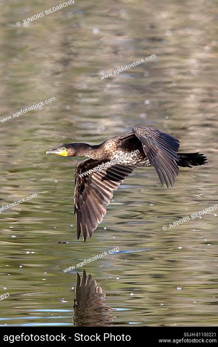 Greater Cormorant (Phalacrocorax carbo). Adult in flight above water. Germany