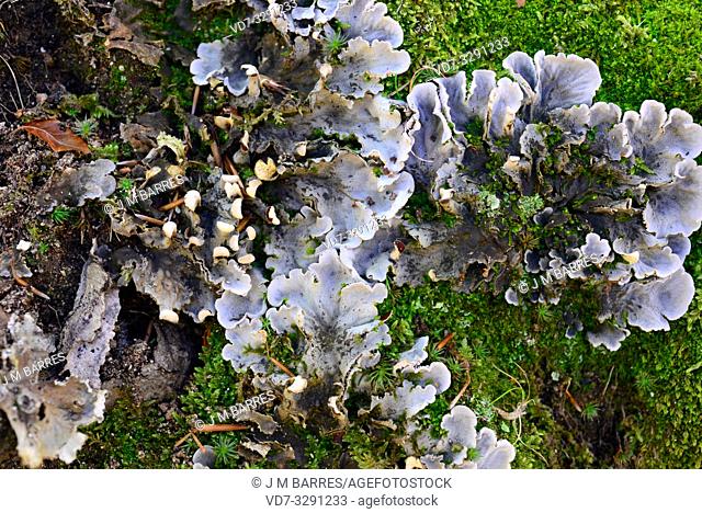 Peltigera praetextata is a foliose lichen that grows next to mosses. This photo was taken in Montseny Biosphere Reserve, Barcelona province, Catalonia, Spain