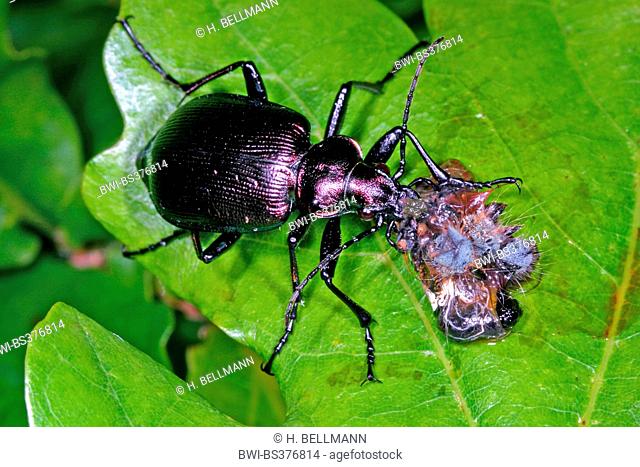 oakwood ground beetle (Calosoma inquisitor), feeds on a caterpillar, Germany