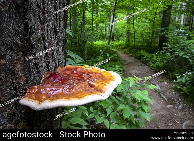 Ganoderma species of polypore fungi growing on tree bark - Sycamore Cove Trail, Pisgah National Forest, Brevard, North Carolina, USA