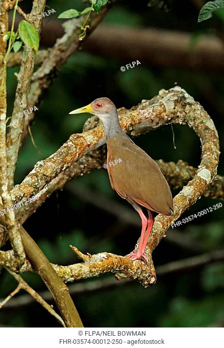 Grey-necked Wood-rail (Aramides cajaneus cajaneus) adult, standing on branch, Chagres River, Panama, November