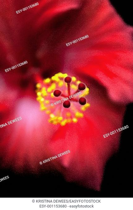 A large Tropical Hibiscus with effects