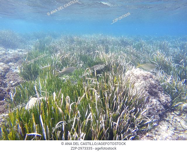Underwater image in Cabo de Gata nature reserve in Almeria, Andalusia, Spain. Posidonia oceanica seagrass, Neptune grass or Mediterranean tapeweed