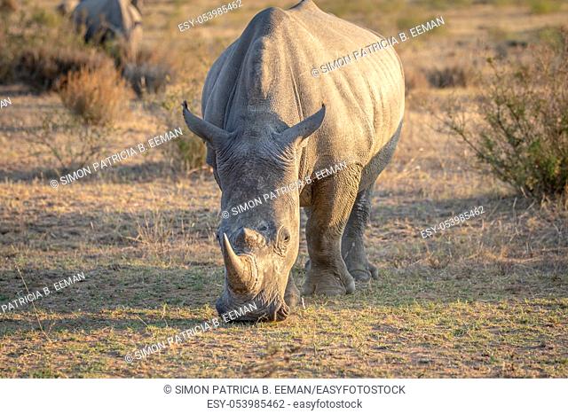 White rhino standing in the grass and grazing, South Africa