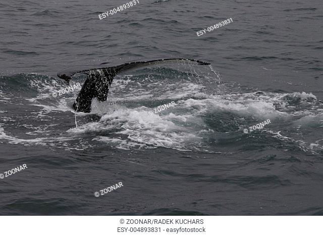 Humpback whale's Megaptera novaeangliae flukes tail. Whale-watching tour on the Skjálfandi Bay near Húsavík