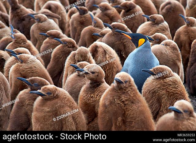 Adult King Penguin (Aptenodytes patagonicus) standing amongst a large group of nearly fully grown chicks at Volunteer Point in the Falkland Islands