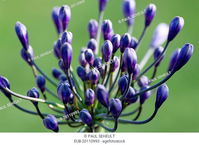 African lily Agapanthus purple flowers emerging on an umbel shaped flowerhead against a green background