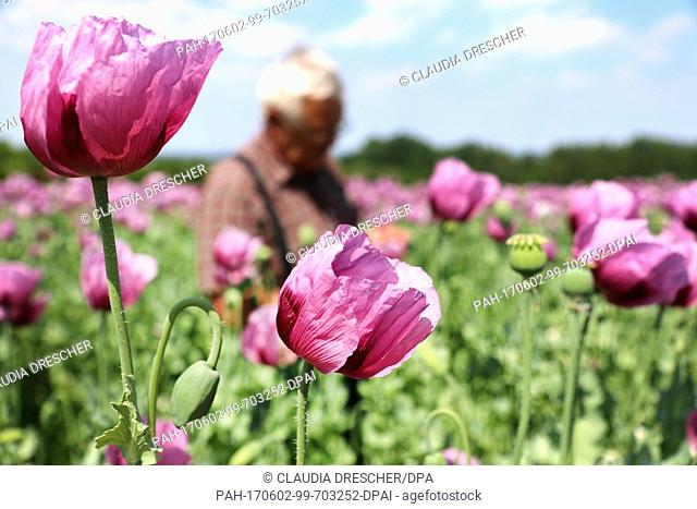 Winter poppies blossom on a field near Callenberg, Germany, 2 June 2017. The beautiful purple blossoms can be seen for two more weeks