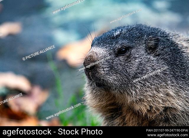02 November 2020, Berlin: An alpine marmot relaxes in the Berlin Zoo. A four-week partial lockdown has begun throughout Germany to slow down the spread of the...