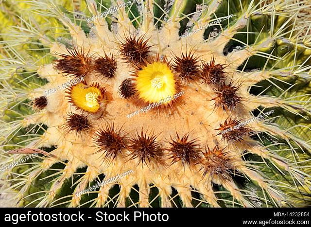 golden barrel cactus, mother-in-law's chair or mother-in-law's chair (Echinocactus grusonii), Fuerteventura, Canary Islands, Spain