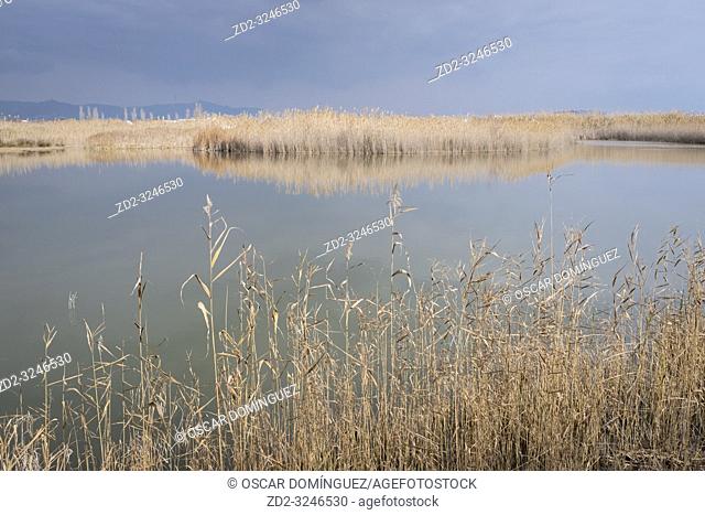 Pond surrounded by reeds. Natural Areas of the Llobregat Delta. Barcelona province. Catalonia. Spain