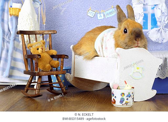 Netherland Dwarf (Oryctolagus cuniculus f. domestica), rabbit boy sitting in bed in the children?s room