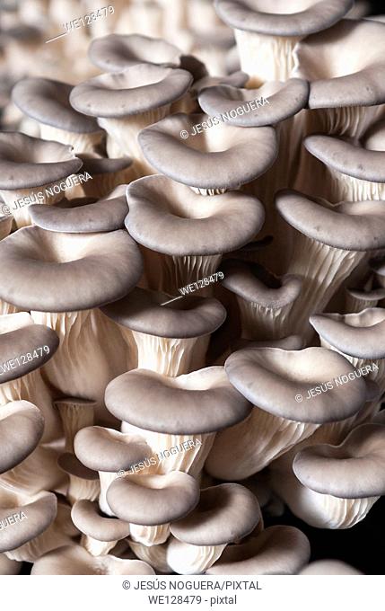 Mushrooms to eat, Spain