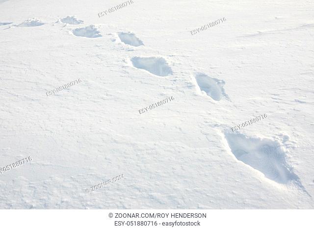 A Trail Of Footprints Through Fresh Deep Snow
