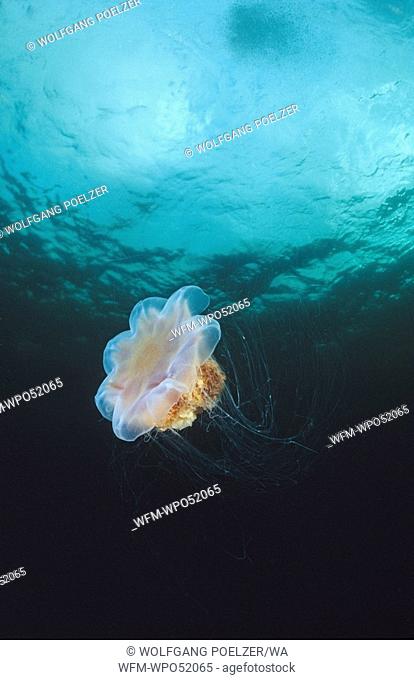 Lions Mane Jellyfish, Cyanea capillata, Aalesund, Atlantic, Norway
