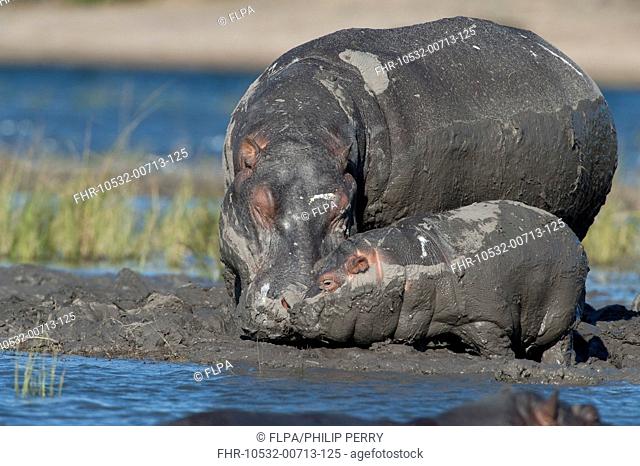 Hippopotamus (Hippopotamus amphibius) adult female and baby, covered in mud, Chobe River, Chobe N.P., Botswana, June