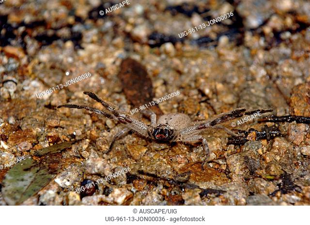 Huntsman spider, Victoria, Australia