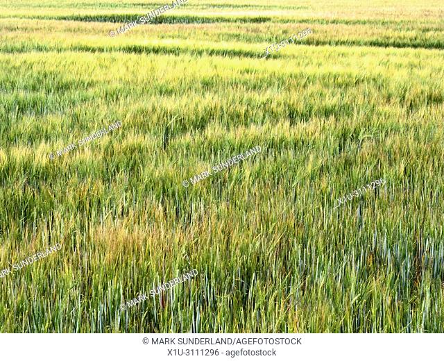 Ripening barley blowing in the breeze in a field near Pannal Harrogate North Yorkshire England