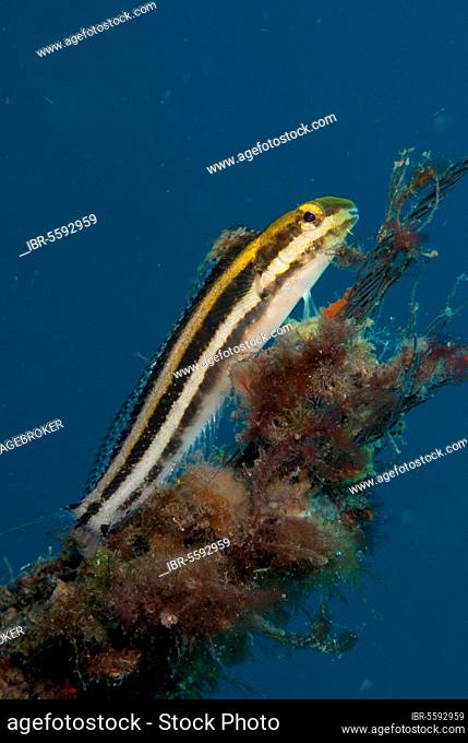 Sabretooth blenny, Sabretooth blennies, Other animals, Fish, Animals, Blennies, Lined Fangblenny (Meiacanthus lineatus) adult, resting on coral encrusted rope