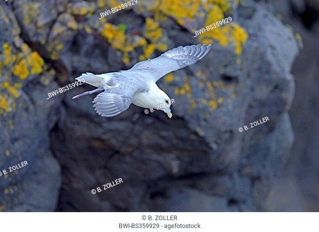 northern fulmar (Fulmarus glacialis), flying at a rock wall, Iceland
