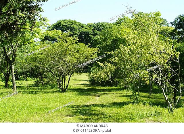natural green trees vegetation on a bothanical park
