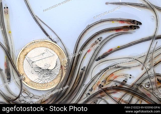 23 March 2021, Brandenburg, Werder (Havel): Young eels swim in transport boxes from which they are released by commercial fishermen into the Havel and its...