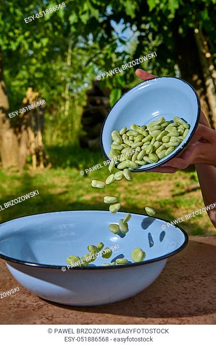 Pouring broad beans into a blue bowl