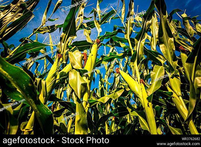 Corn maize b closeup against blue sky agricultural concept