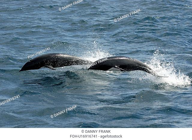 Northern right-whale dolphin Lissodelphis borealis porpoising or leaping, Monterey Bay, California, USA, Pacific Ocean, National Marine Sanctuary