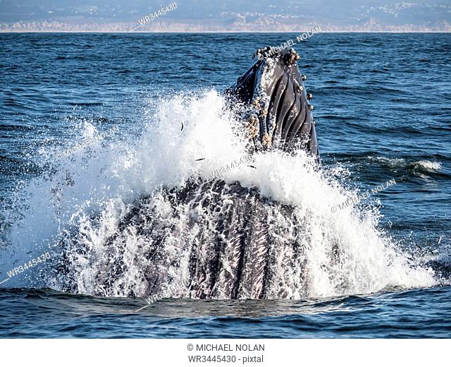 Humpback whale (Megaptera novaeangliae), lunge-feeding in Monterey Bay National Marine Sanctuary, California, United States of America, North America