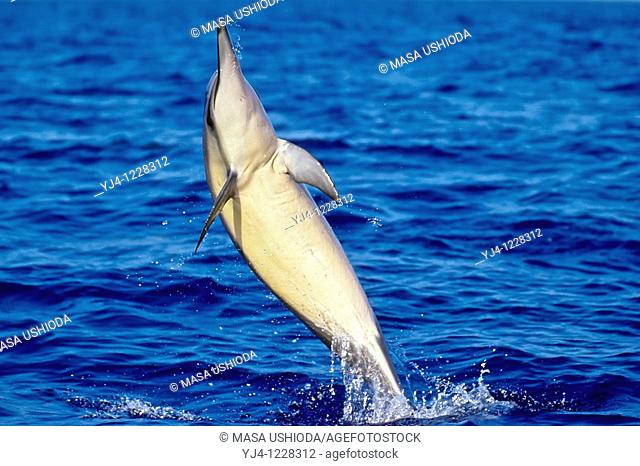 Hawaiian spinner dolphin, Stenella longirostris longirostris, tail-walking, Kona Coast, Big Island, Hawaii, USA, Pacific Ocean