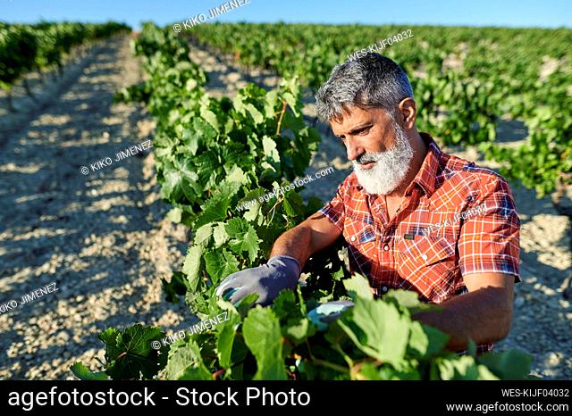 Male farmer wearing gardening gloves examining plants at vineyard