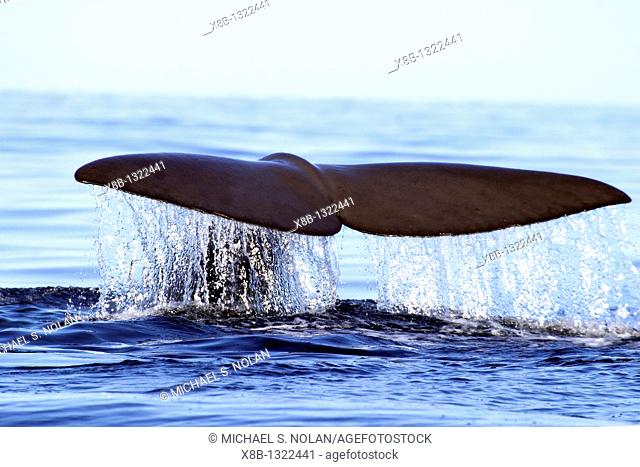 Adult Sperm Whale Physeter macrocephalus fluke-up dive in the upper Gulf of California Sea of Cortez, Mexico