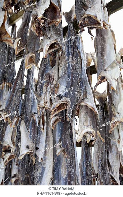 Stockfish cod drying on traditional racks, hjell, in the Arctic Circle on the island of Ringvassoya in region of Tromso, Northern Norway
