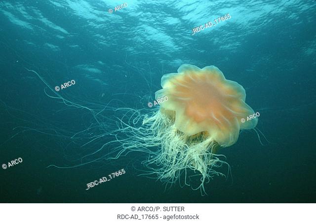 Giant Jellyfish Atlantic Cyanea capillata Lion's Mane Hairy Stinger Sea Blubber Pink Jellyfish